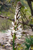 36 - Asphodelus, il fiore degli inferi (Fam. Liliacee)